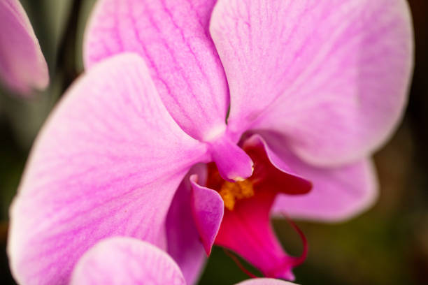 pink orchid isolated on white