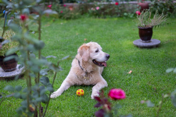Happy dog ​​sitting on the grass on a rainy day - Golden Retriever