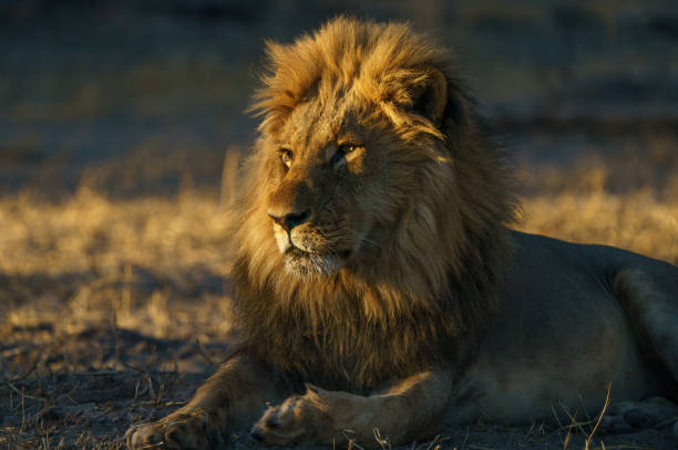 istock Close up Male lion 2170397040