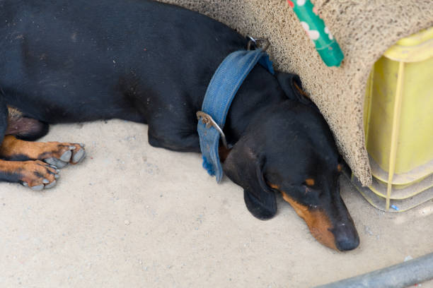 istock A small black and brown dog rests peacefully under a bench in a sandy area enjoying a quiet moment on a sunny day 2170397124