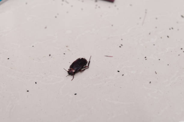 A small black cockroach is moving across a light-colored surface, with tiny flecks of dirt scattered nearby, highlighting the insect's presence in an indoor setting.
