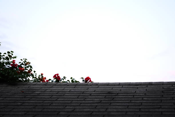 Pink trumpet flowers vine on roof