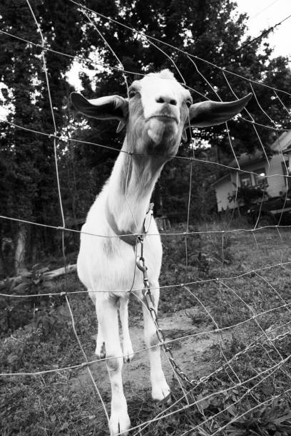 istock Goat looks through fence 2170399220