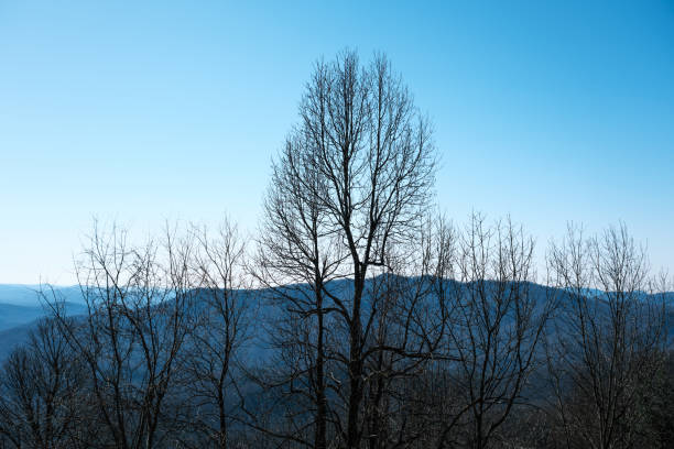 A wintering tree stands before the blue ridge mountains in North Carolina