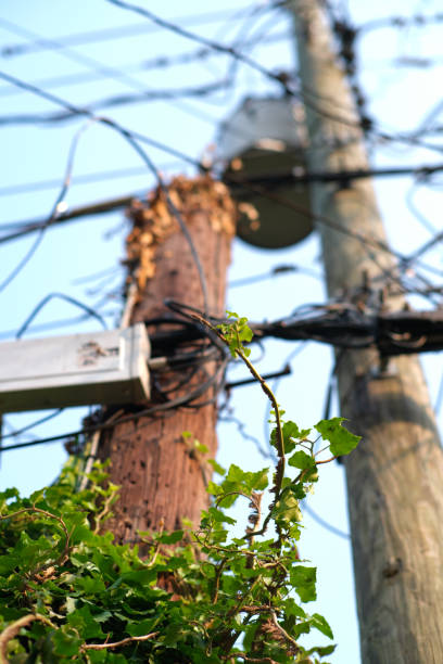 Urban Wilderness -- Vines on a telephone pole covered in power lines