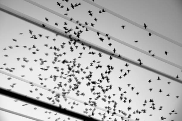 A flock of blackbirds flying over power lines.