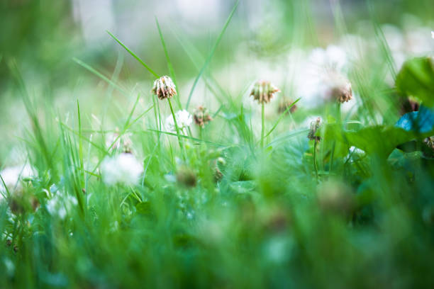 Clover blooms in a field of green grass