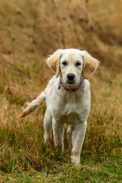 istock Golden Retriever Puppy 2170399475