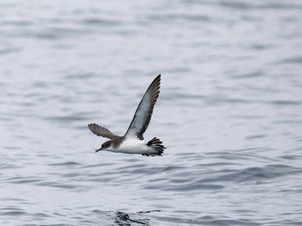 istock Manx shearwater, Puffinus puffinus 2170401693