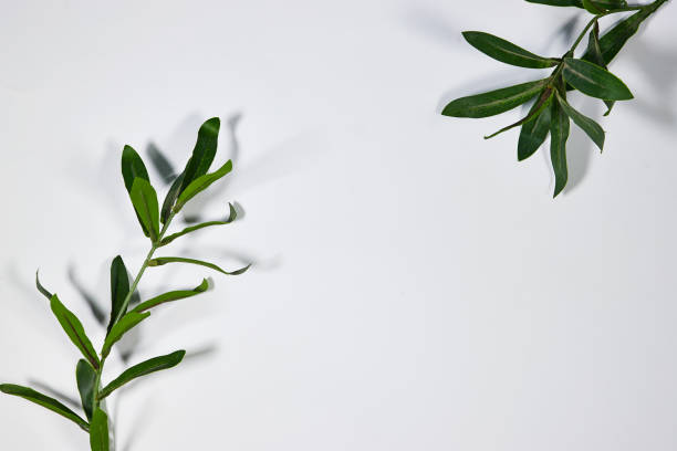 istock Branch with fresh green Ruscus leaves on gray background with copy space 2170402810