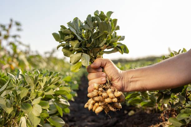 istock A farmer holding freshly harvested peanuts with roots in a field 2170404110
