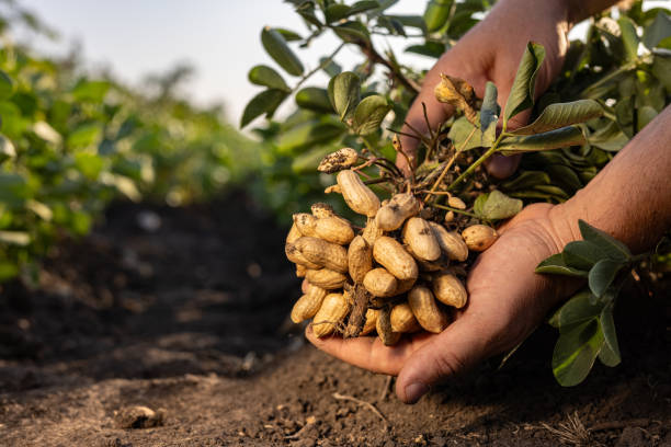 istock A farmer holding freshly harvested peanuts with roots in a field 2170405004