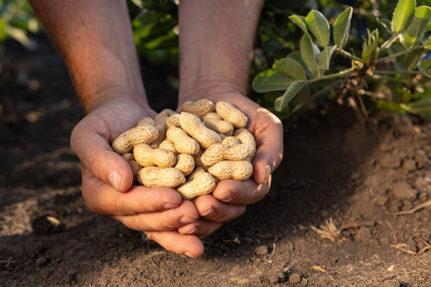 istock A farmer holding freshly harvested peanuts with roots in a field 2170405066