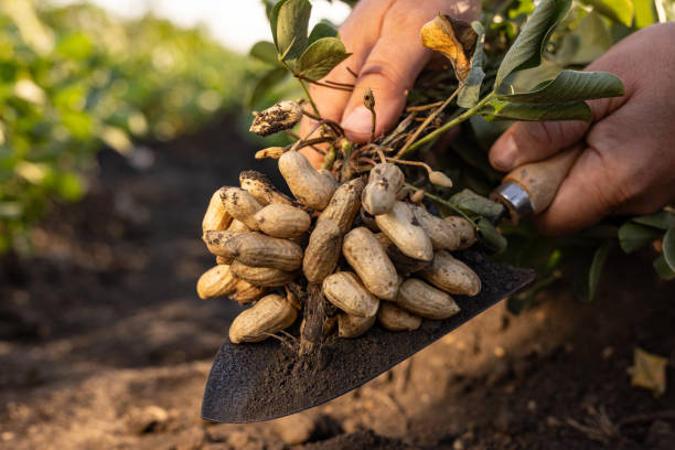 istock A farmer holding freshly harvested peanuts with roots in a field 2170405125