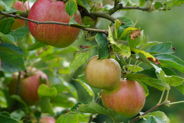 istock Apple plantations in Germany. Growing apples on an industrial scale. Apple orchard. Apples before picking. 2170405957