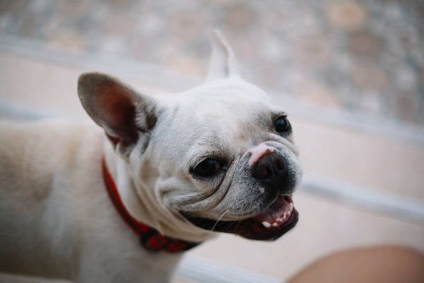 istock cute French bull dog 2170407058