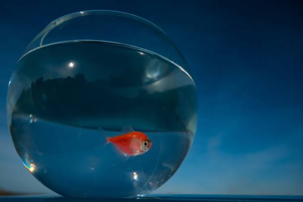 istock A goldfish swims in a round aquarium against a blue sky. 2170407909