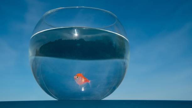 istock A goldfish swims in a round aquarium against a blue sky. 2170408174