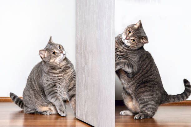 Playful British shorthair cat portrait