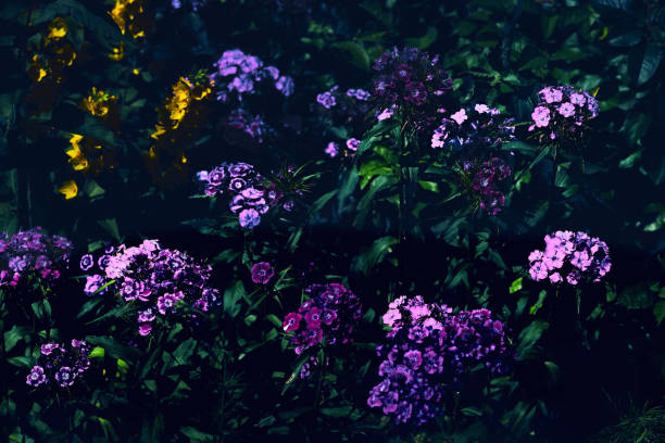 a double flowered cultivated variety of clove pink, with gray green leaves and showy pink, white, or red flowers