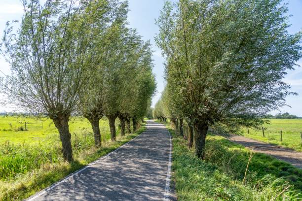 A picturesque rural road lined with tall trees under a clear blue sky on a sunny day.