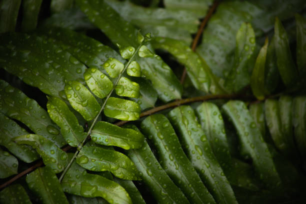Green leaves in a dark woodland