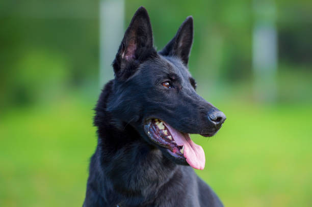 Portrait of a black german shepherd dog on a green background Head portrait of a black German Shepherd of working breeding. A dog with its tongue hanging out looks into the distance. black german shepherd dog or alsatian wolf dog stock pictures, royalty-free photos & images