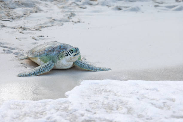 Young green turtle on white sand beach crawling back to sea