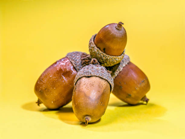 istock A cluster of acorns on yellow background 2170415877