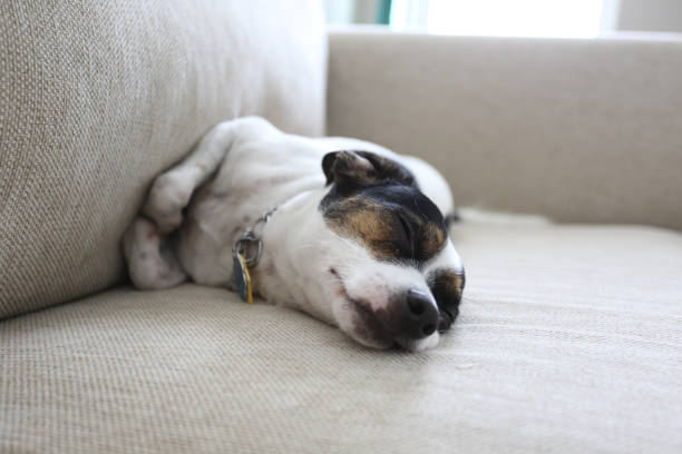 istock Rescue Jack Russell Terrier Mix Napping on Modern Sofa 2170416011