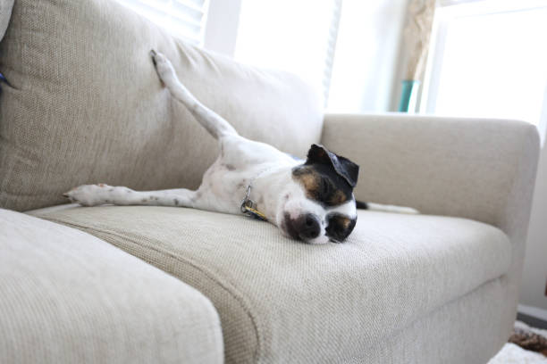 Portrait of nice small brown dog sitting on divan resting waiting people at home house flat indoors