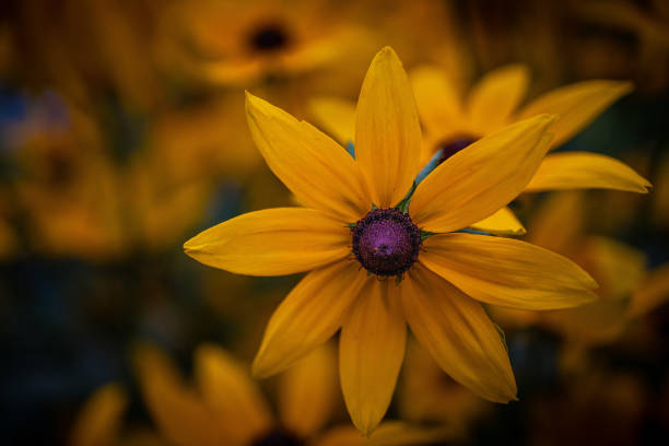 istock Rudbeckia flowers blossom. 2170417263