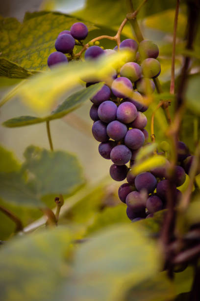 Growing bunch of grape in the garden close-up