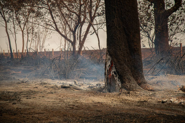 istock tree on fire on the side of the road 2170417383