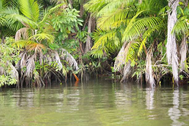 istock Forest palm trees at Preguica riverbanks 2170417531