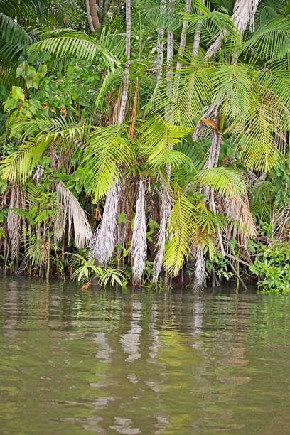 istock Palm trees at rivebank in Maranhao 2170417534
