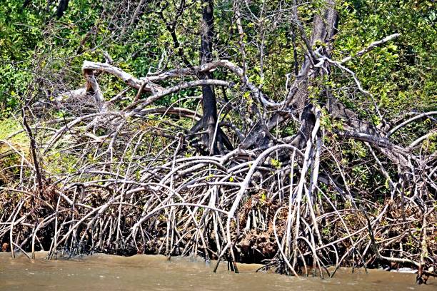 istock Mangrove tree with aerial roots exposed 2170417544