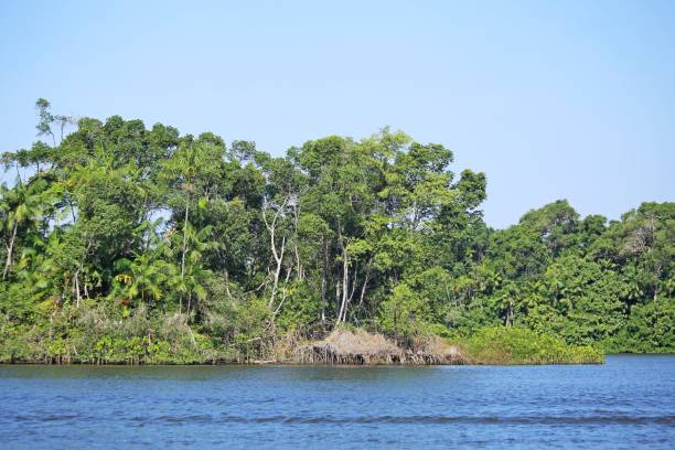 istock Tropical forest with lush green forest 2170417696