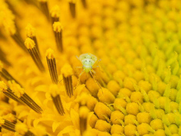 Small green insect on a sunflower flower head