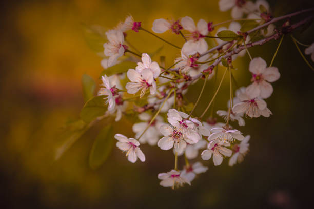 Cherry tree blossom in spring. Close-up floral branch in bloom background