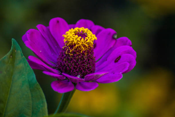 Single purple Zinnia flower in blossom in summer garden