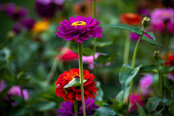 close up of a beautiful Dahlias flower in the garden