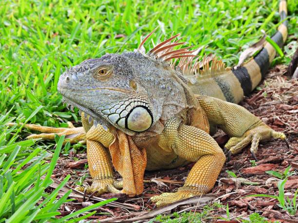 istock Green Iguana (Iguana iguana) - resting in the grass 2170421756