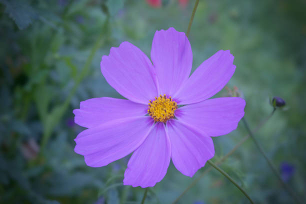 Beautiful pink cosmea flower blossomed in the garden.