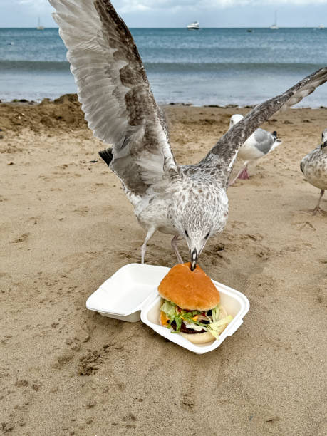 Stock photo showing a disposable, takeaway box that contains a hamburger in a bread bun, which has been stolen by a scavenging juvenile, Herring gull (Larus argentatus), on a sandy beach with waves breaking at low tide in the background.\n\n* Not AI modified *