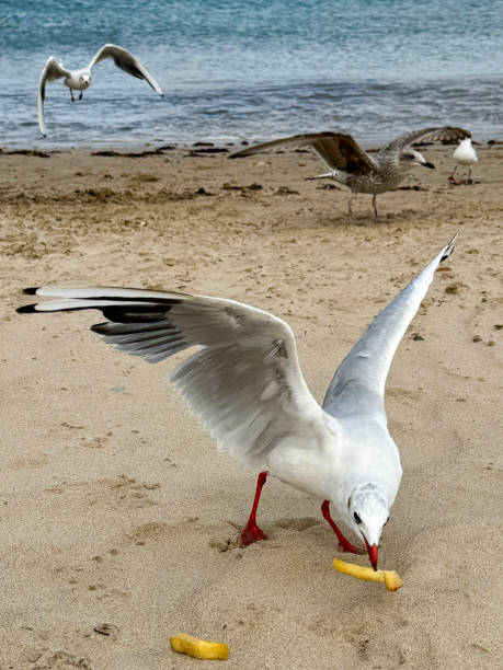 Image of black-headed gull (Chroicocephalus ridibundus) scavenging potato chip fries on sand, sandy beach with waves breaking at low tide, sea and coastline background, focus on foreground stock photo