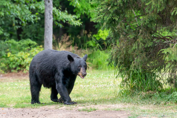 Adult male American Black Bear (ursus americanus) walking into a clearing in the wild.