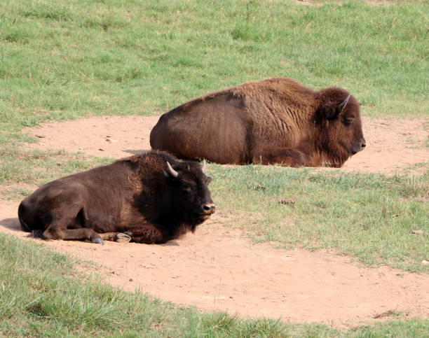 Free Stock Photo of Two Bison | Download Free Images and Free Illustrations