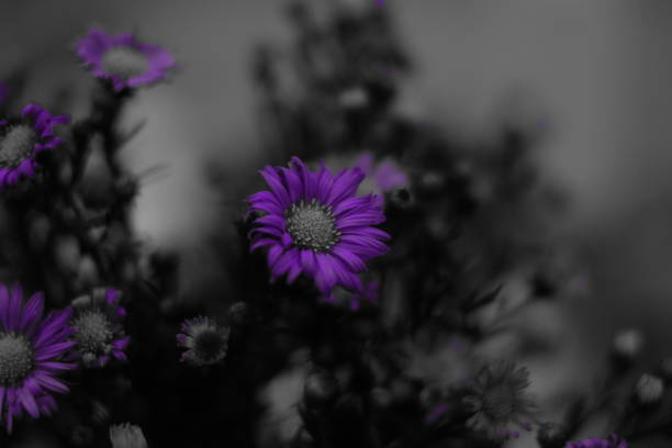 This photo highlights a vivid purple flower set against a blurred black-and-white background. The selective color technique brings attention to the flower's delicate petals and center, creating a striking contrast that evokes themes of beauty, simplicity, and isolation in nature. Perfect for projects focused on florals, minimalism, or artistic expression.