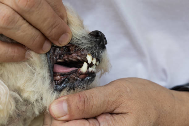 istock Dog with teeth gingivitis decay and gum problem had most of her teeth extracted to prevent other health issues. 2170430795